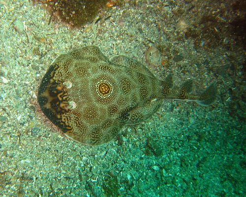 Ocellated electric ray